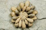 Jurassic Club Urchin (Cidaropsis) - Boulemane, Morocco #365361-1